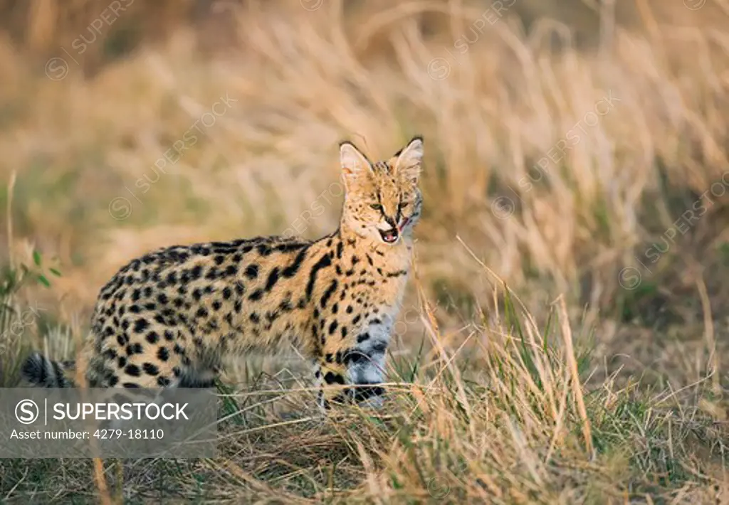 serval - standing lateral, Leptailurus serval