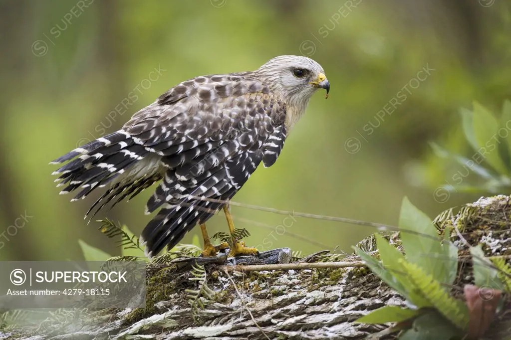 red-shouldered hawk, Buteo lineatus
