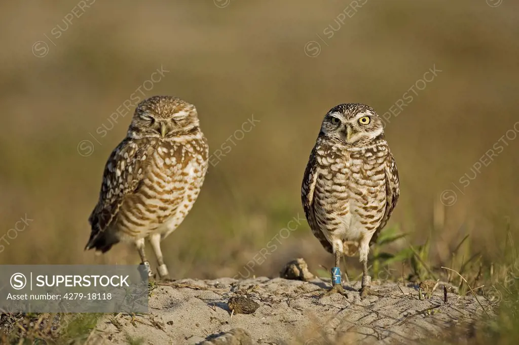 two burrowing owls, Athene cunicularia