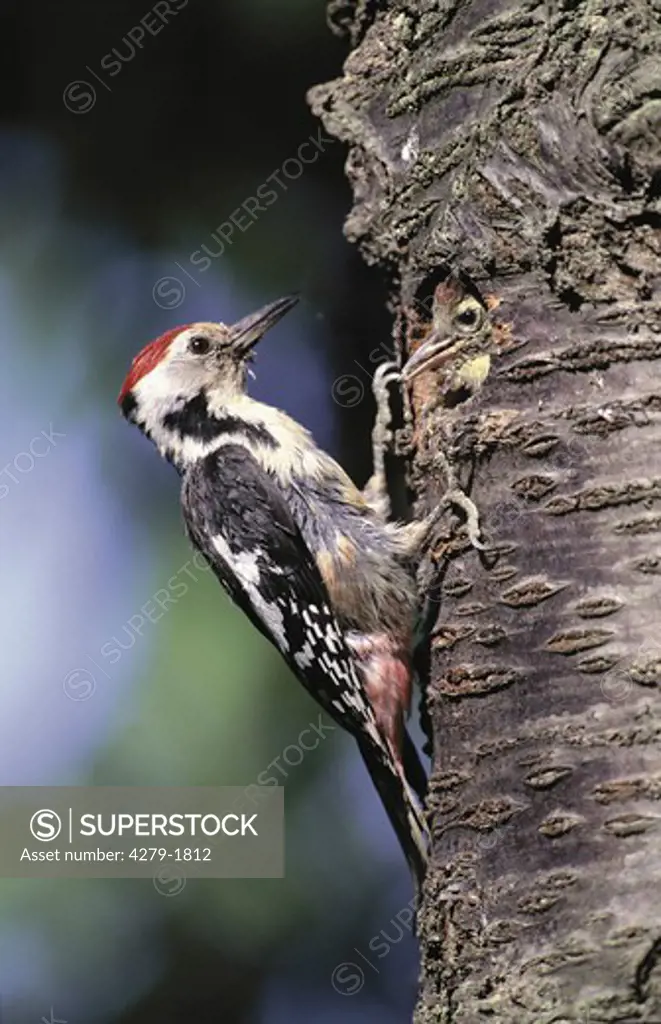 dendrocopos medius, middle spotted woodpecker