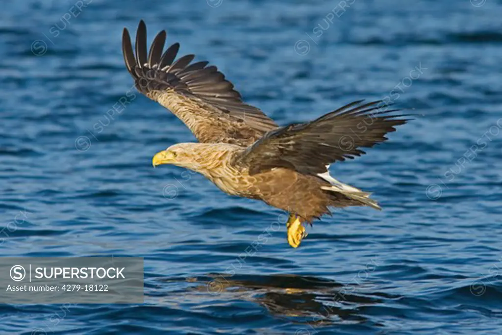 white-tailed sea-eagle - flying, Haliaeetus albicilla