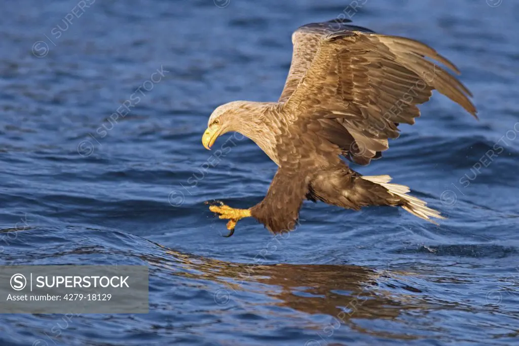 white-tailed sea-eagle grabbing fish, Haliaeetus albicilla