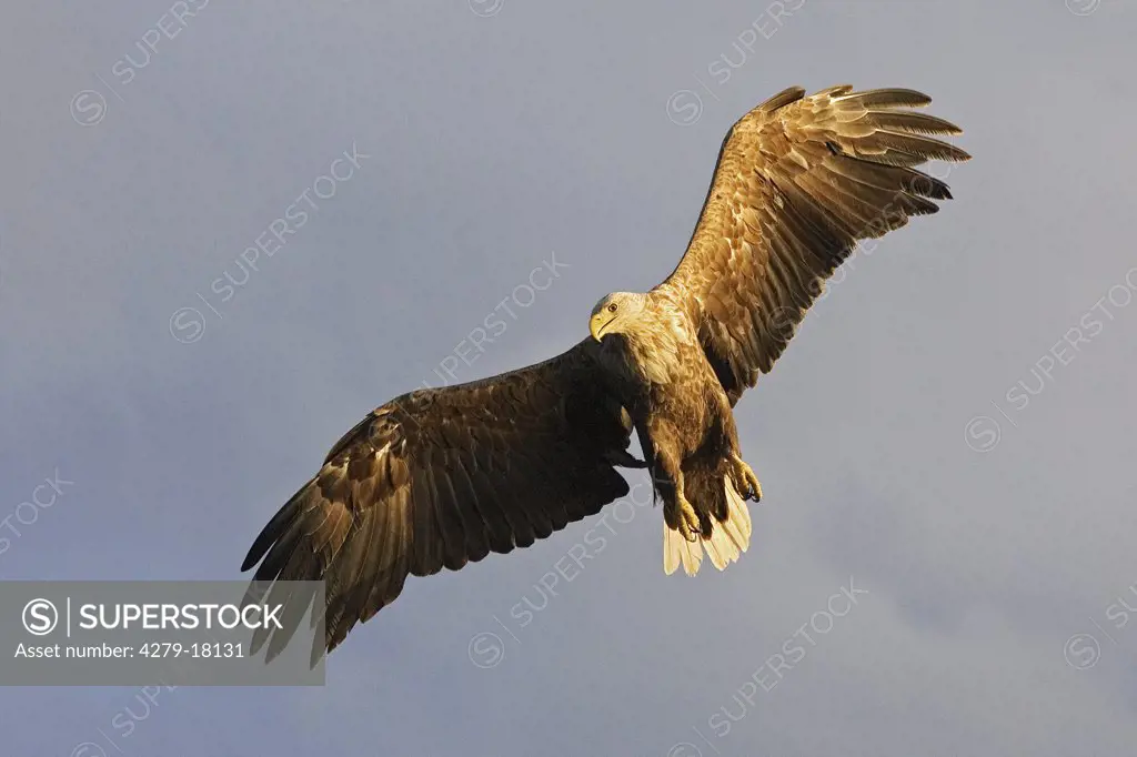 white-tailed sea-eagle - flying, Larus marinus