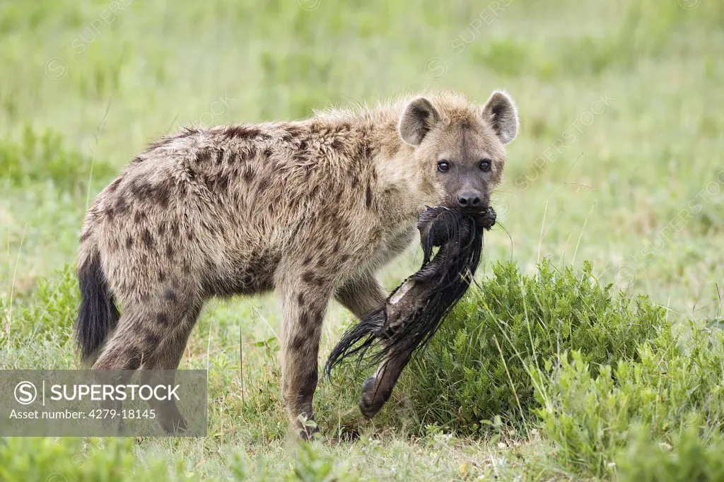 spotted hyena with prey, Crocuta crocuta