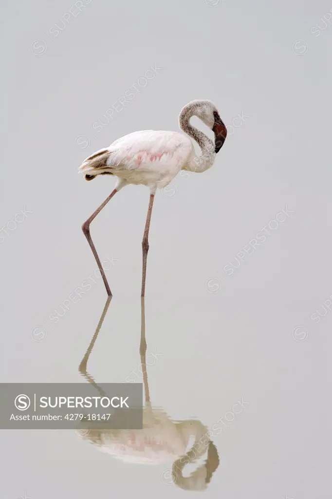 young lesser flamingo - in water, Phoenicopterus minor