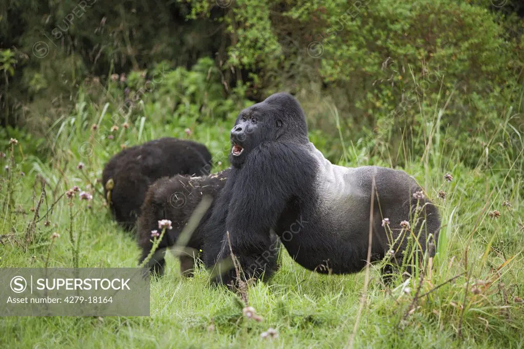 mountain gorilla - silverback, Gorilla beringei beringei