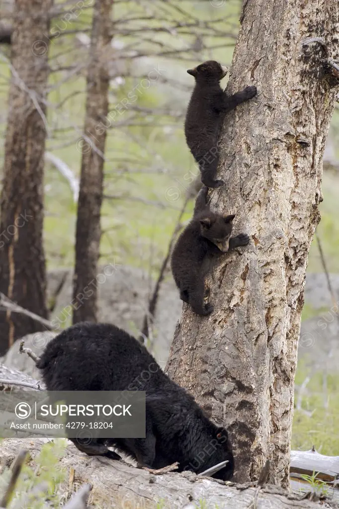 American black bear with cubs, Ursus americanus