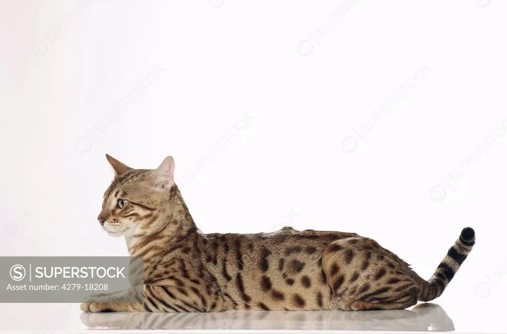 Bengal cat - lying lateral - cut out