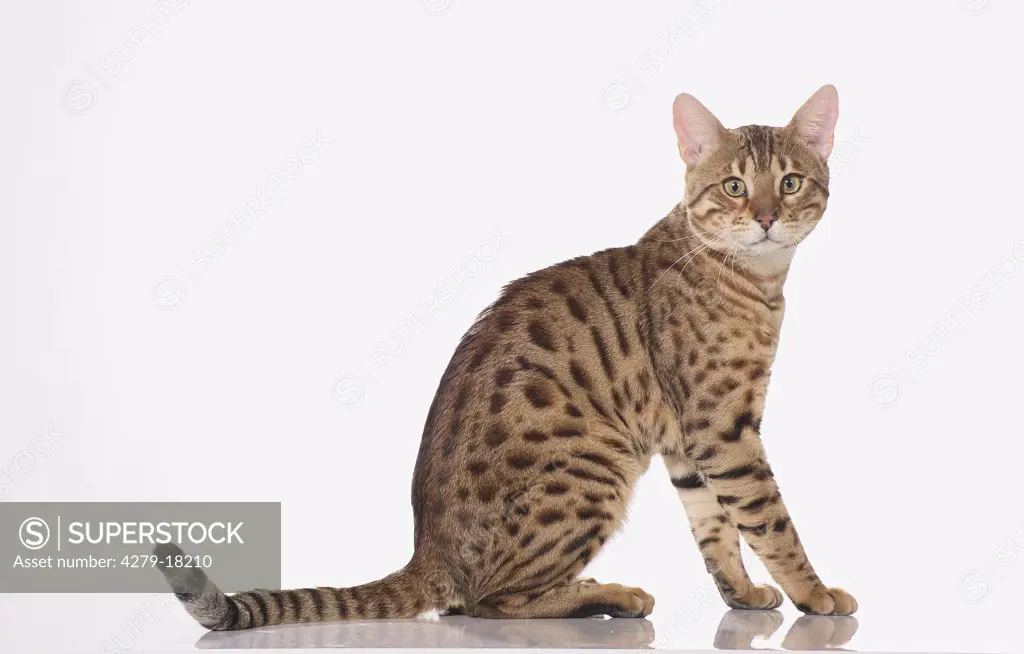 Bengal cat - sitting lateral - cut out