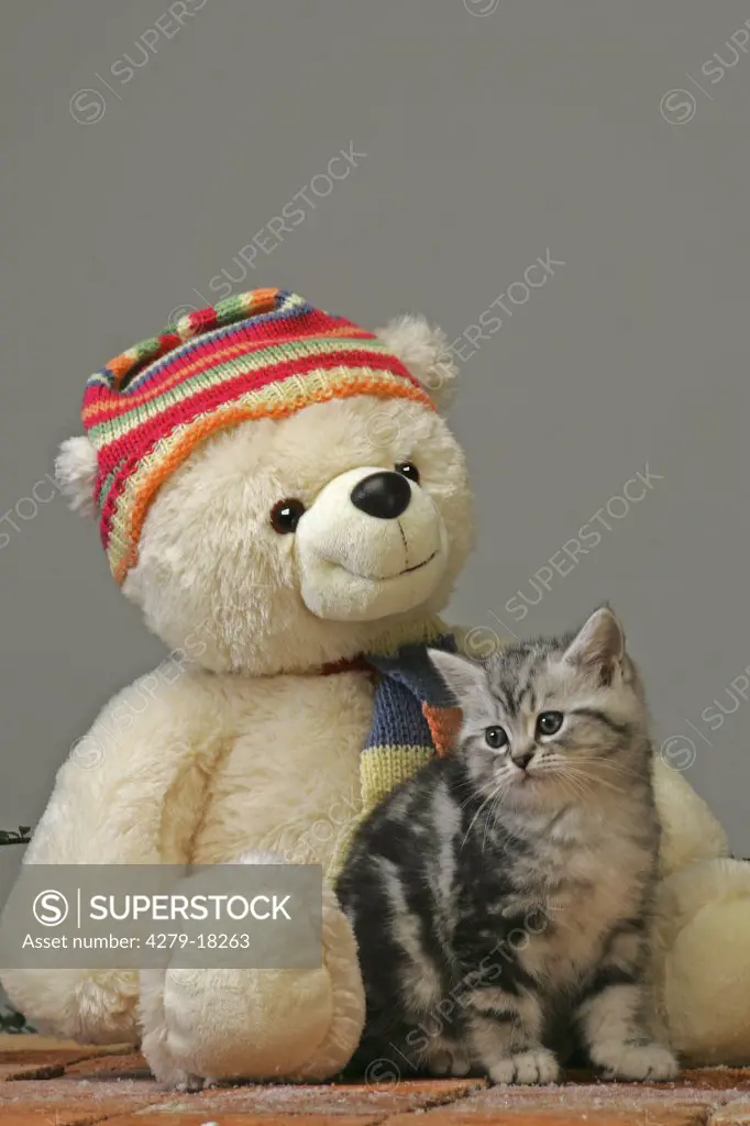 British Shorthair kitten with Teddybear