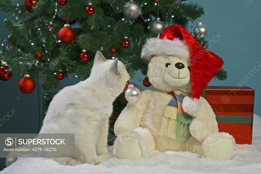 christmas : British Shorthair with Teddybear
