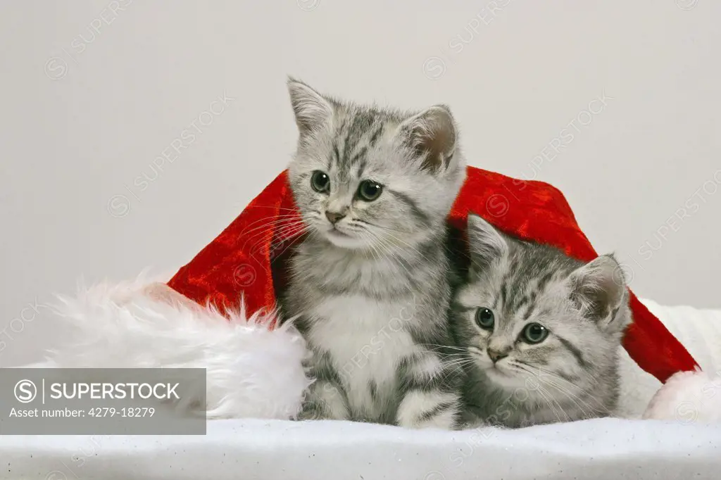christmas : two British Shorthair kittens