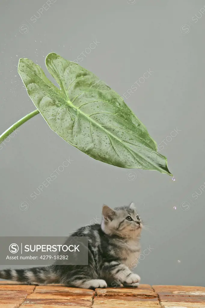 British Shorthair kitten - sitting under leaf