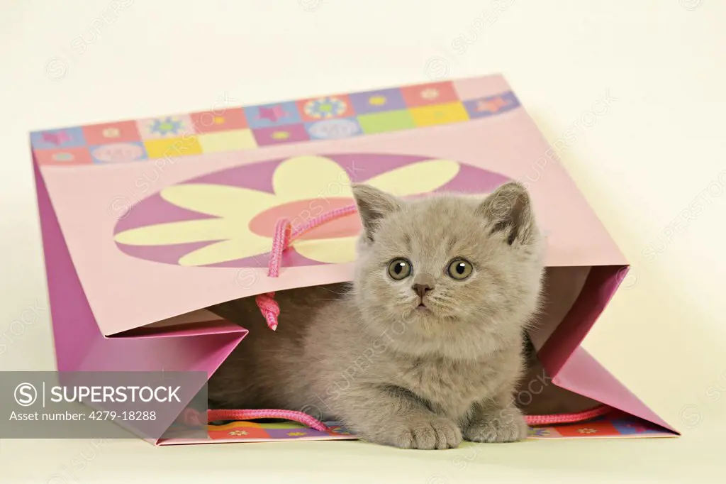 British Shorthair kitten - in bag