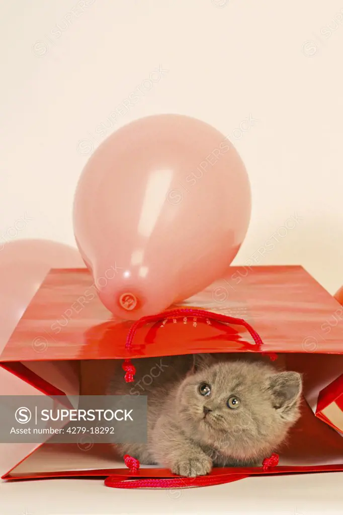 British Shorthair kitten - in paper bag