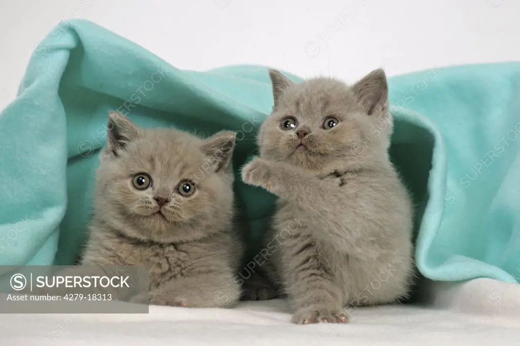 two British Shorthair kittens - under blanket