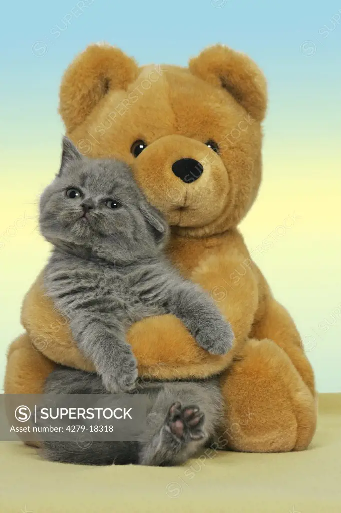 British Shorthair kitten - with teddybear