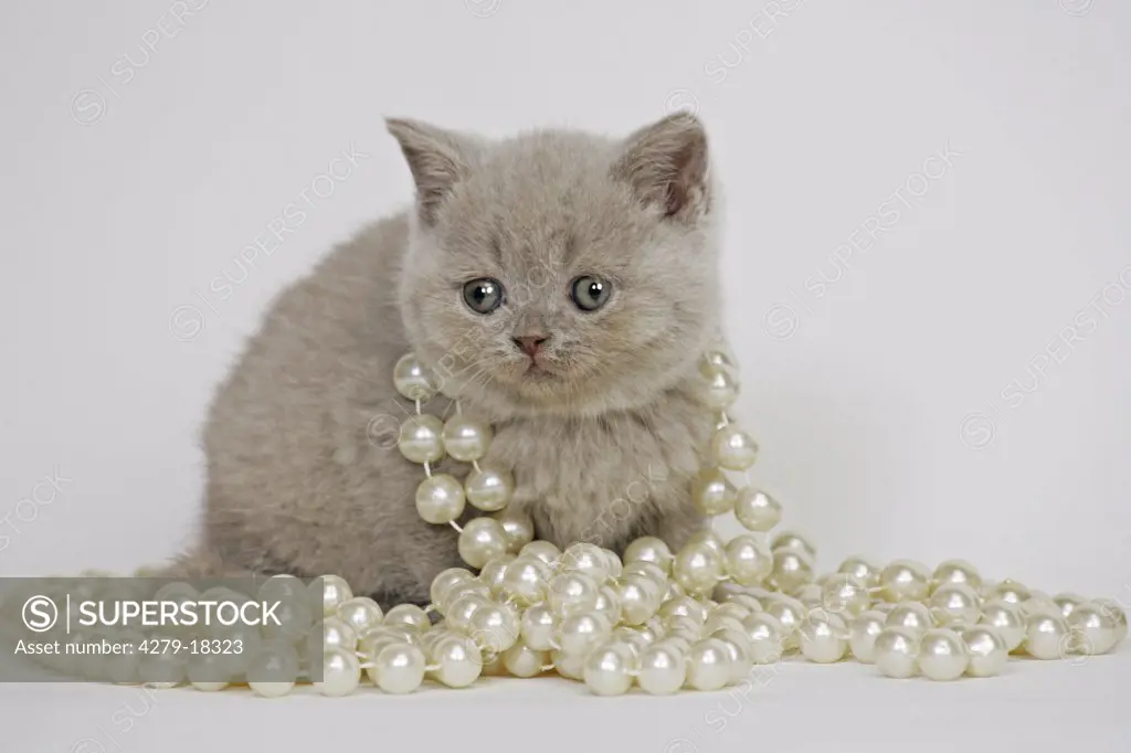 British Shorthair kitten - with pearl necklet