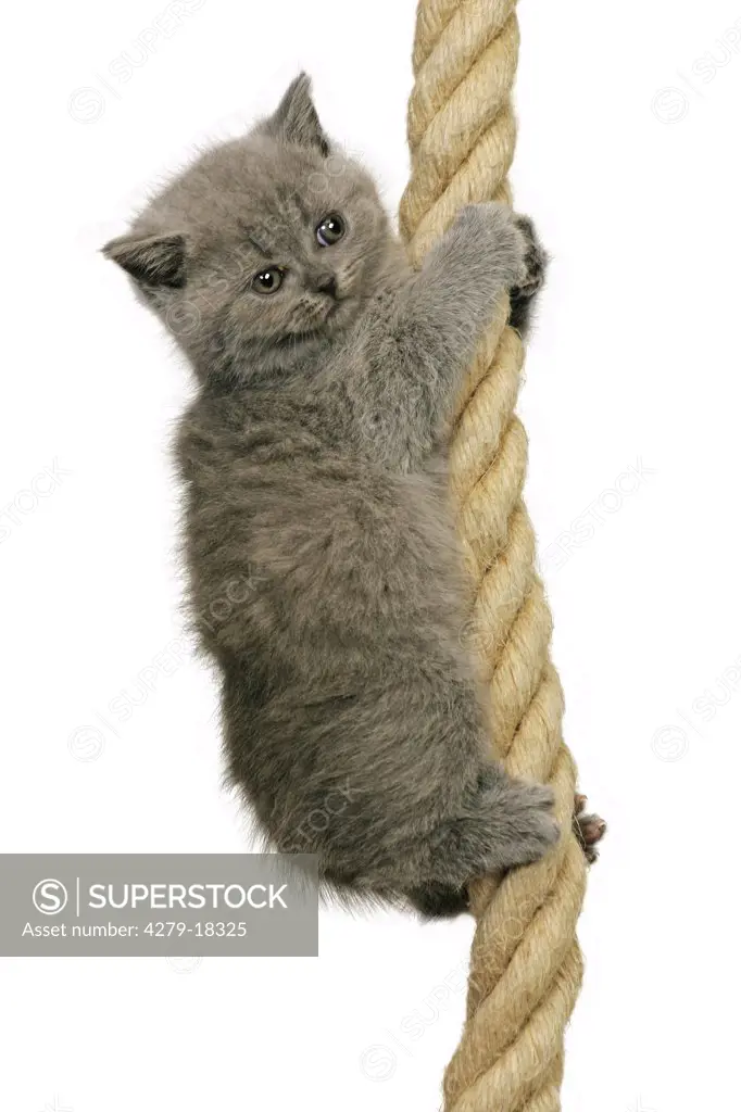 British Shorthair kitten - at rope