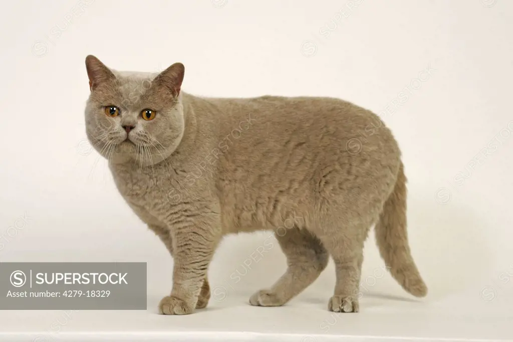 British Shorthair cat - standing - cut out