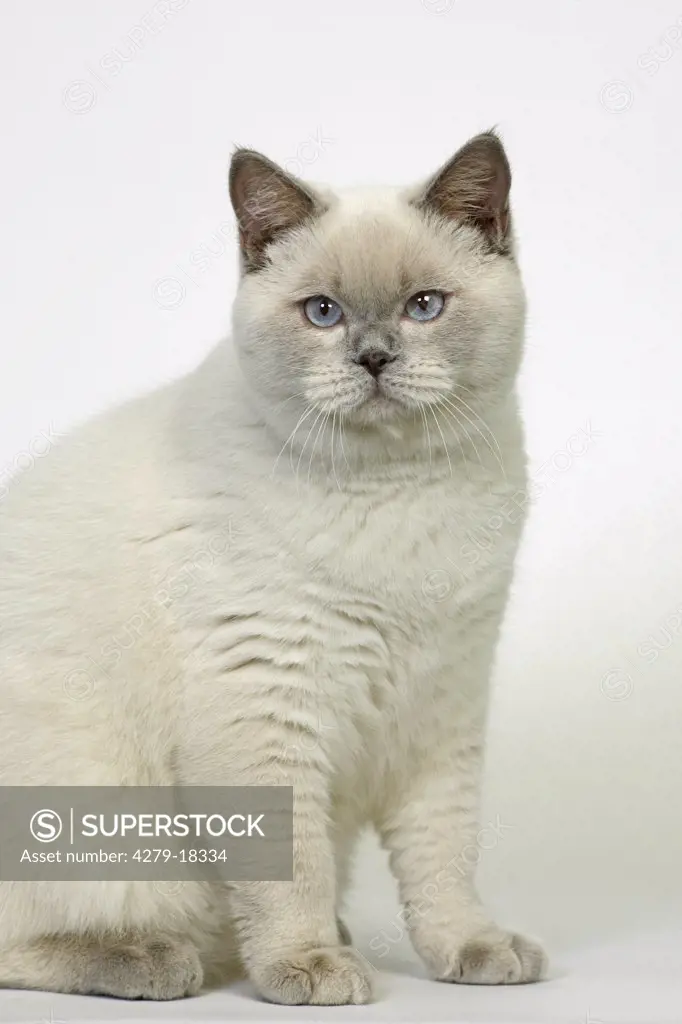 British Shorthair cat - sitting - cut out