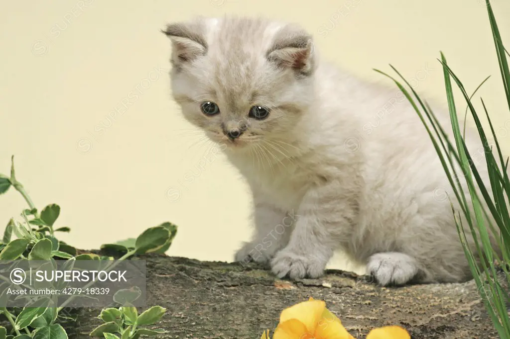 British Shorthair kitten - on tree trunk