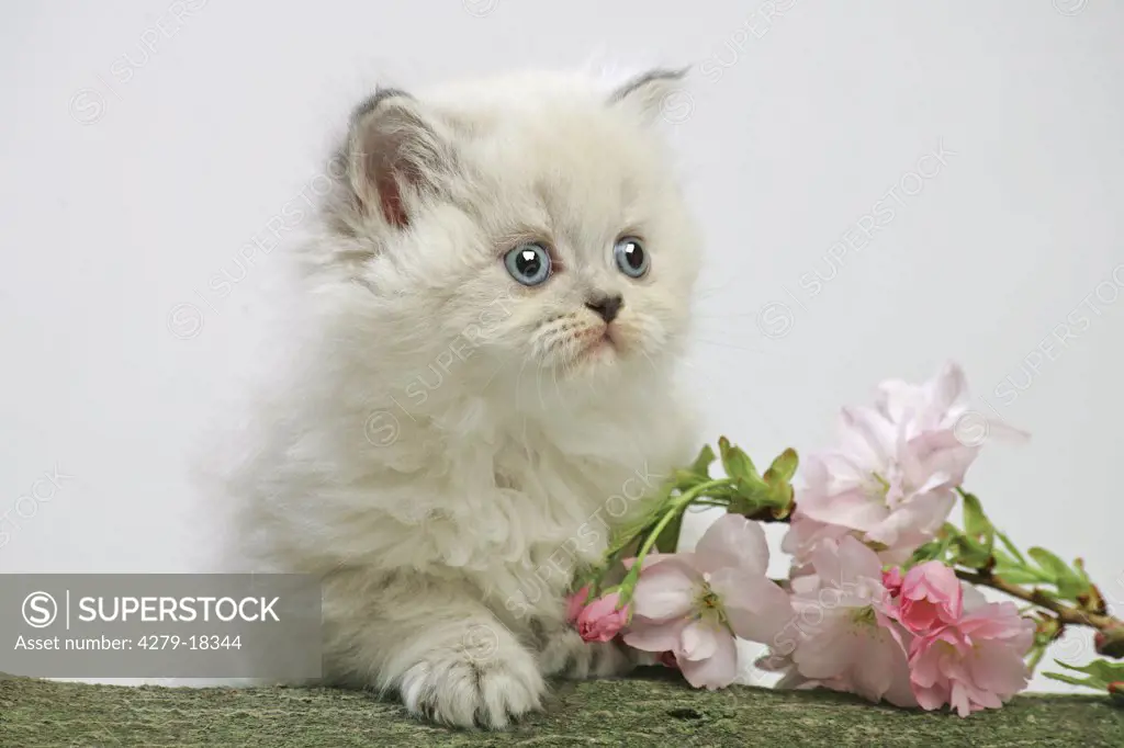 British Shorthair kitten - next to blossoms