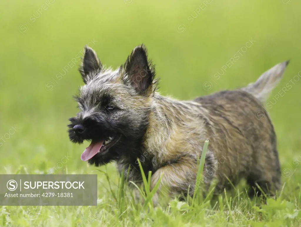 young Cairn Terrier - standing on meadow