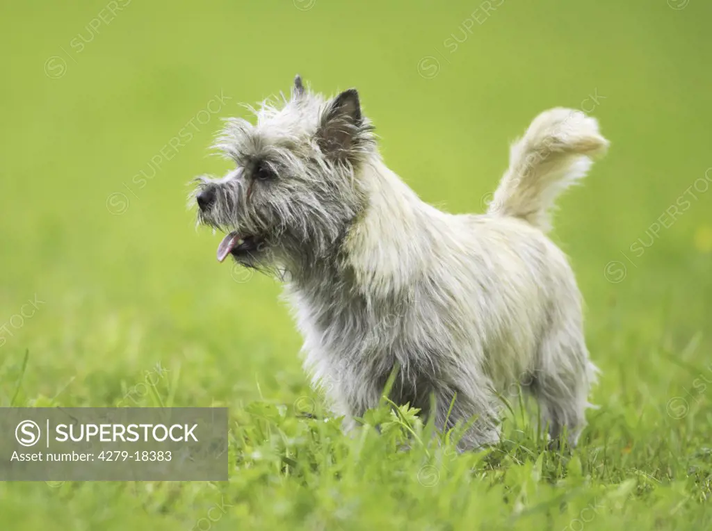 Cairn Terrier - standing on meadow