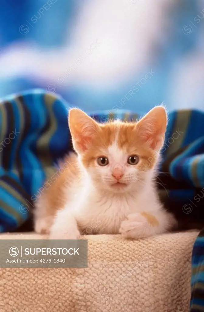 kitten - lying under cover