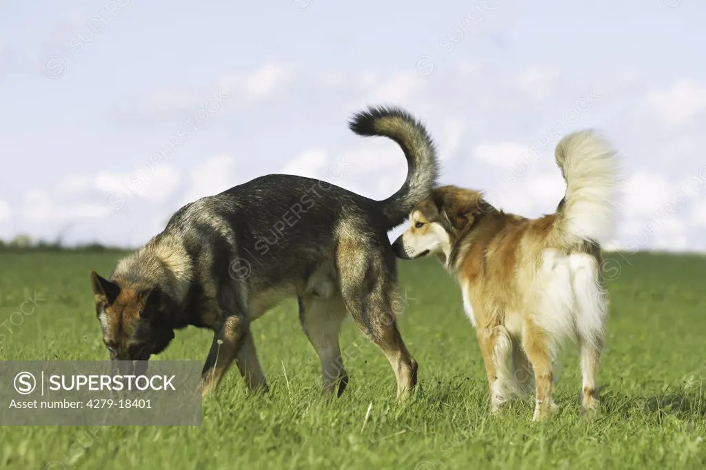 half breed dog and german shepherd dog on meadow
