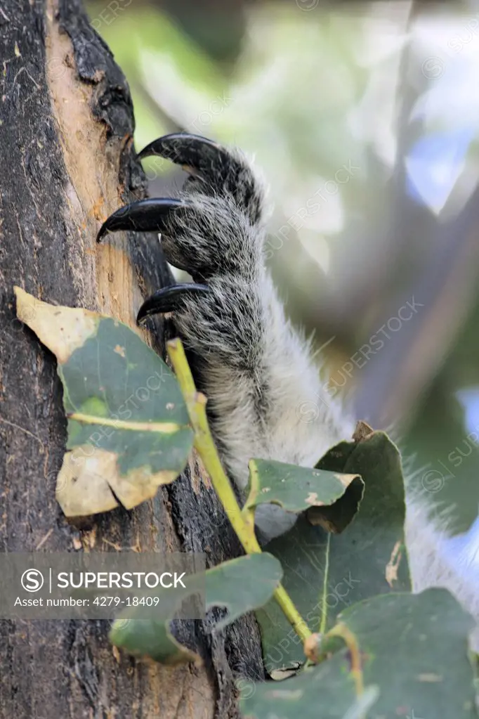 paw of a Koala, Phascolarctos cinereus