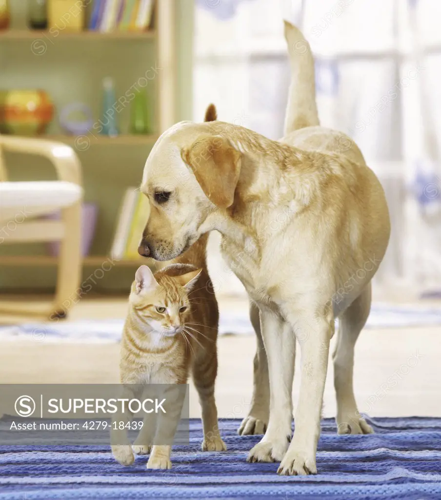 animal friendship : Labrador Retriever and domestic cat