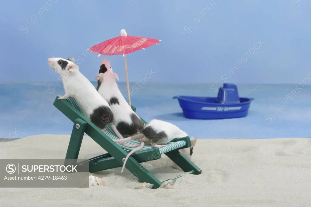 fancy mice - in deck chair