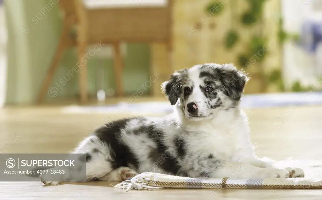 Border Collie puppy - lying