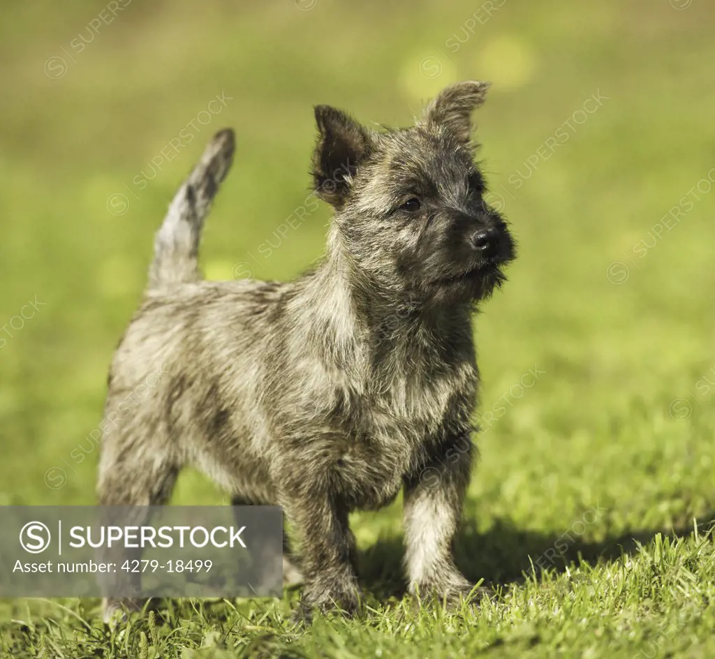 Cairn Terrier puppy - standing on meadow