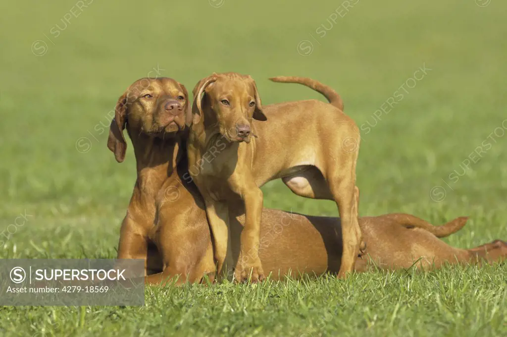 Magyar Vizsla and puppy on meadow