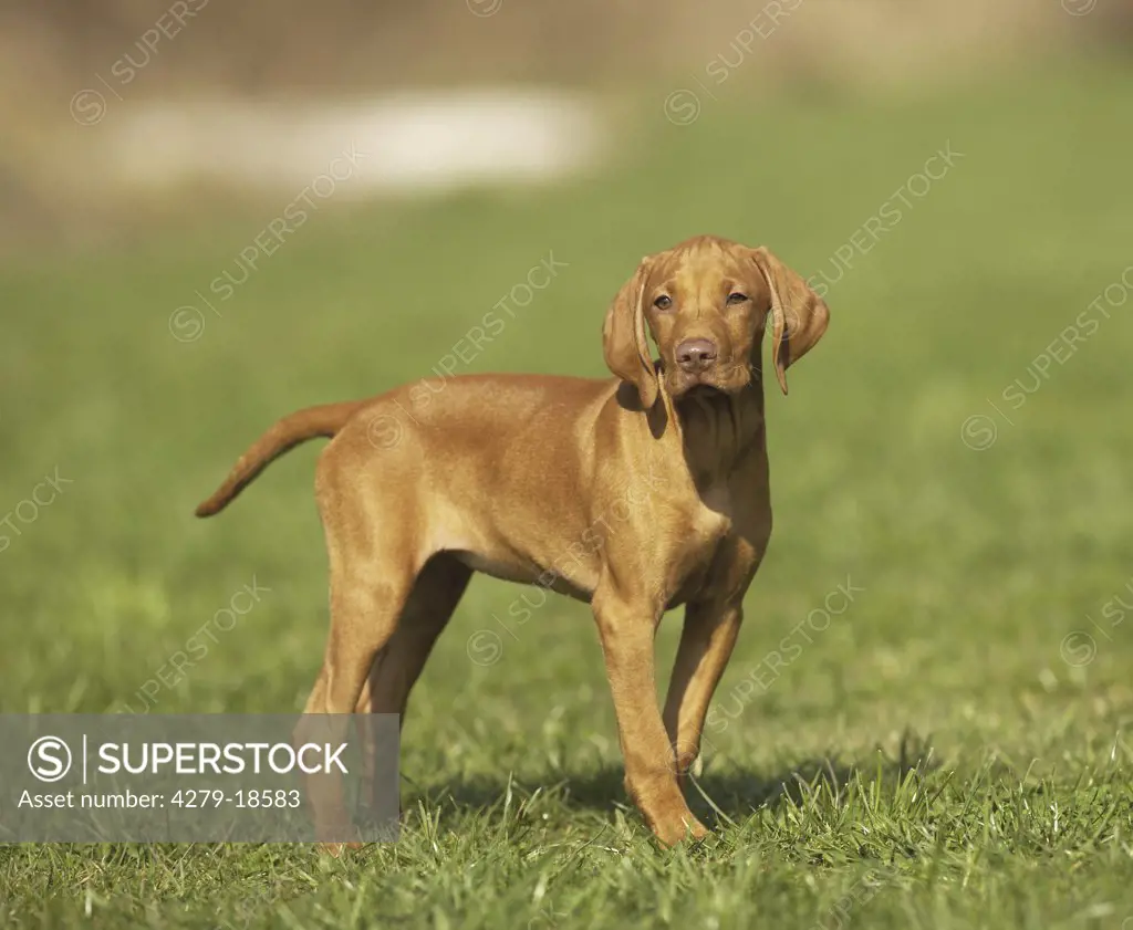 Magyar Vizsla puppy - standing on meadow
