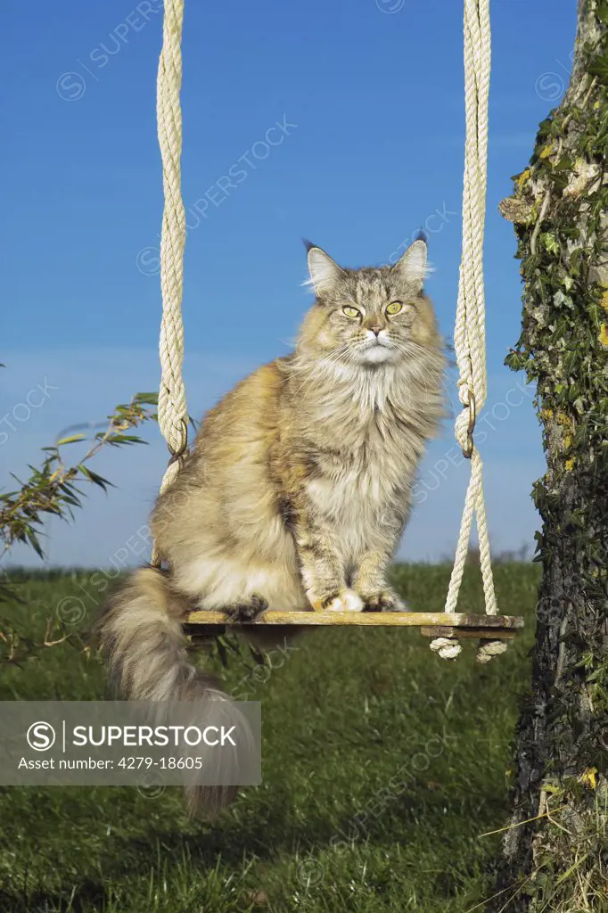 Maine Coon on swing