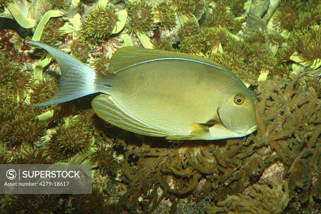 Yellowfin surgeonfish, Acanthurus xanthopterus