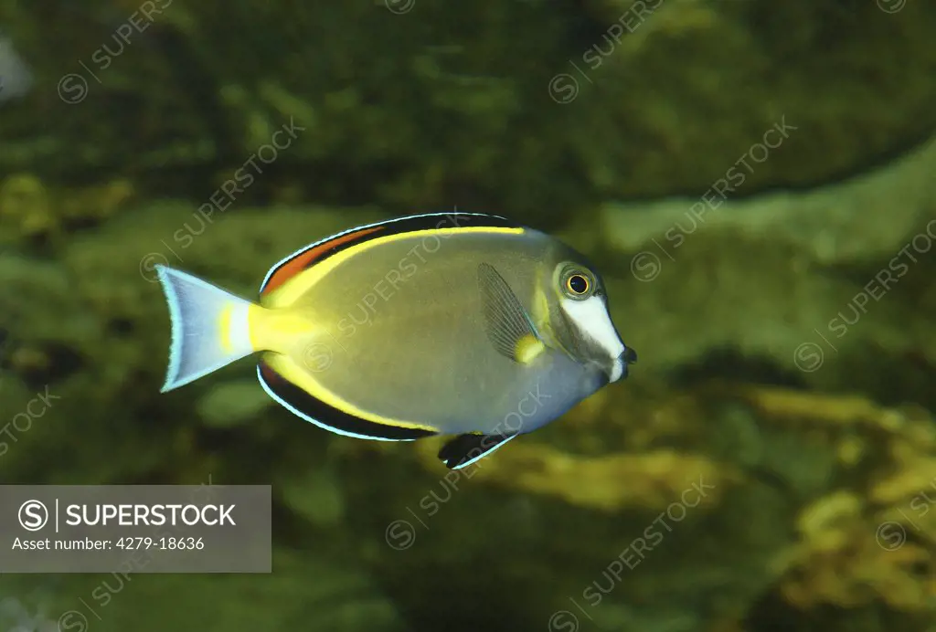 white-faced surgeonfish, Acanthurus japonicus