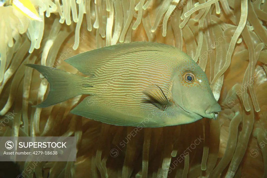Brown Surgeonfish, Acanthurus nigrofuscus