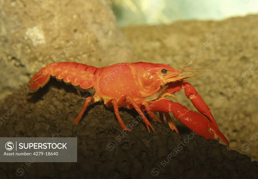red swamp crawfish, Procambarus clarkii