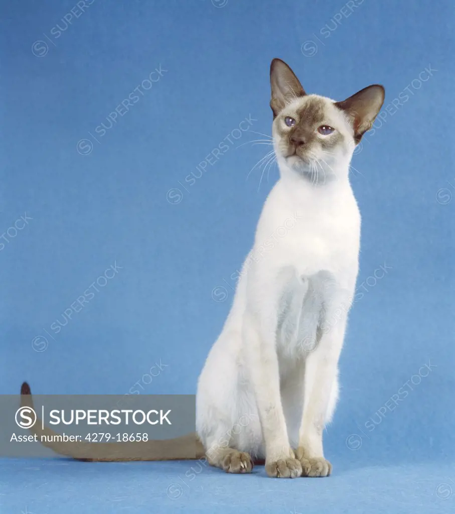 Siamese cat (sealpoint) - sitting - cut out