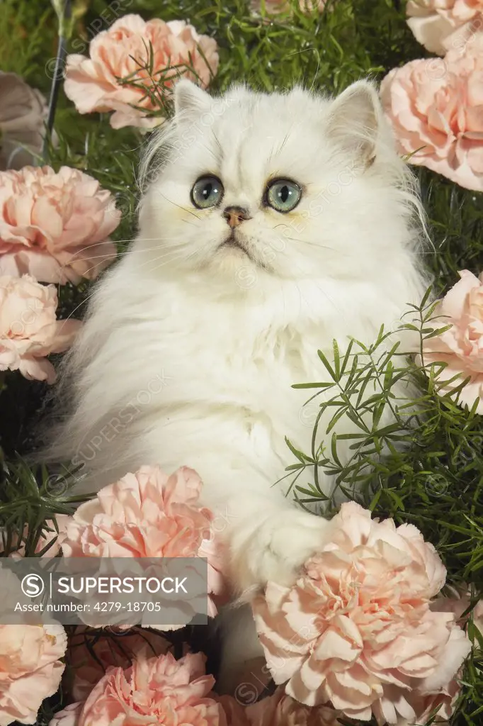 Persian kitten between carnations
