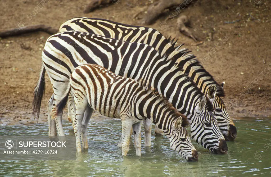 Burchell's zebras mit Jungtier