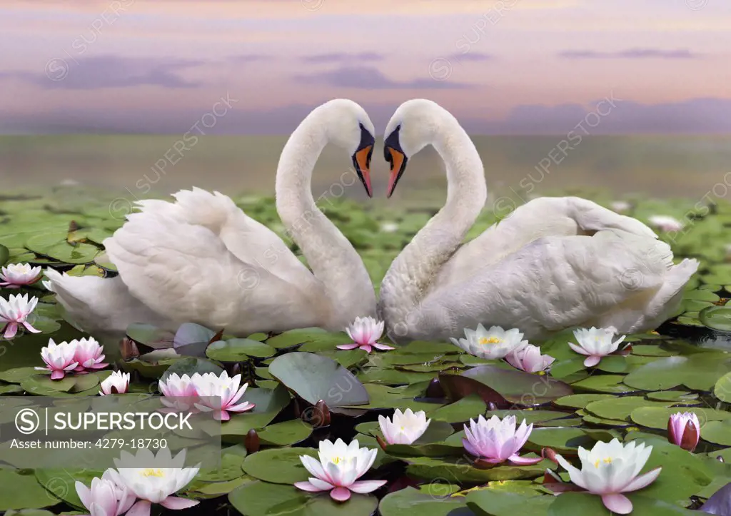 two swans between water lilies