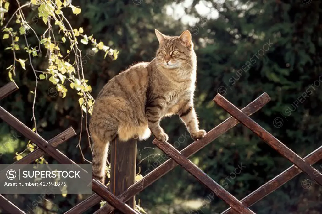 domestic cat on a fence