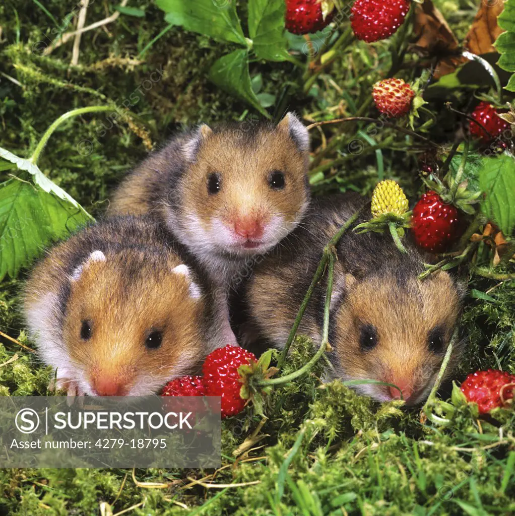 three young golden hamsters, Mesocricetus auratus