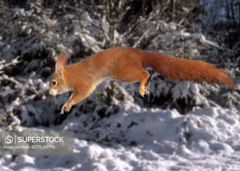 European red squirrel - jumping, Sciurus vulgaris
